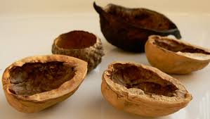 walnut shells